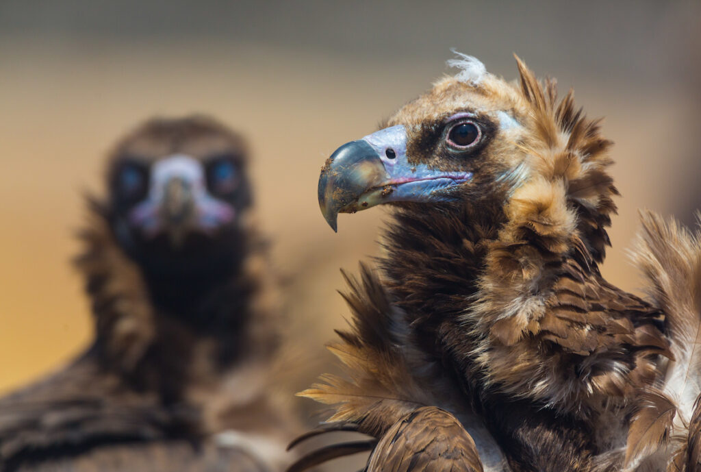 European vulture comeback boosted by new agreement | Rewilding Europe