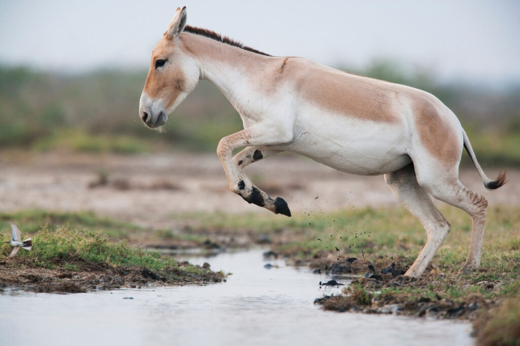 New Konik Horse Release Provides Further Boost For Wild Nature In The ...