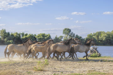 Konik horses on Ermakov Island