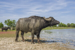 The herd of 7 water buffaloes was released on Ermakov Island in the Ukrainian Danube delta. The animals were brought from Transcarpathia by “Rewilding Ukraine” to help preserve the island’s mosaic landscapes and rich biodiversity.