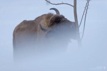 Bison eating bark in the Southern Carpathians