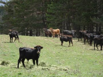 A herd of Tauros has been brought to 1,000 hectares of communal land in the municipality of Frías de Albarracín.