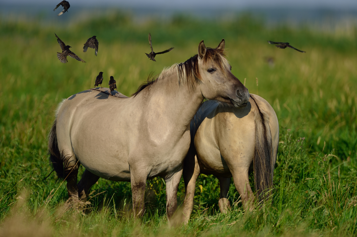 Wild konik horses in Odry delta reserve, Stepnica, Poland