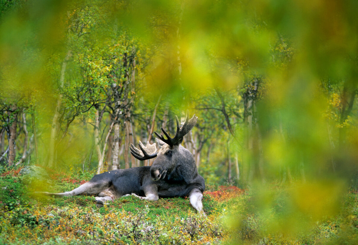 European elk in Sweden