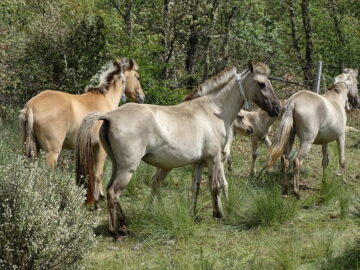Sorraia horses release Greater Côa Valley
