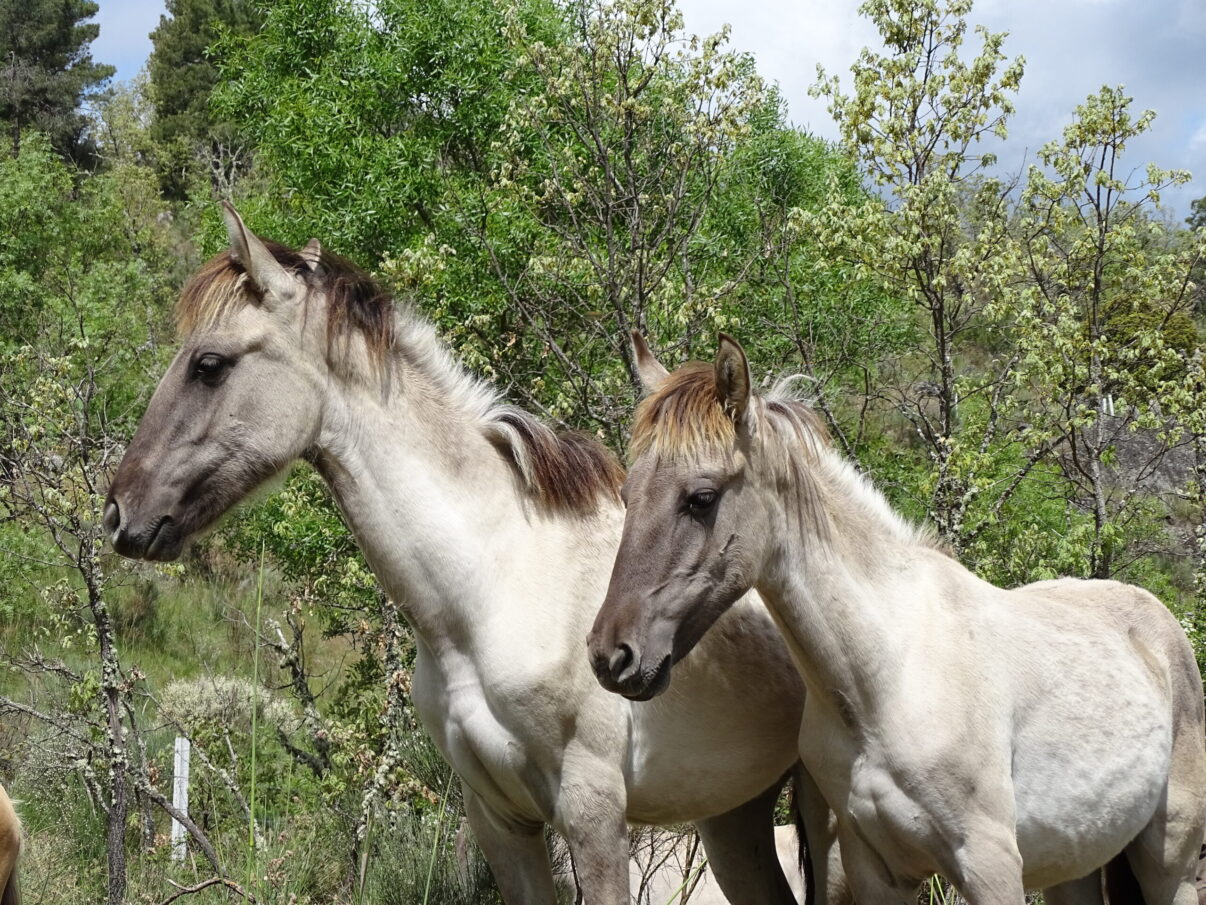 Sorraia horses release Greater Côa Valley