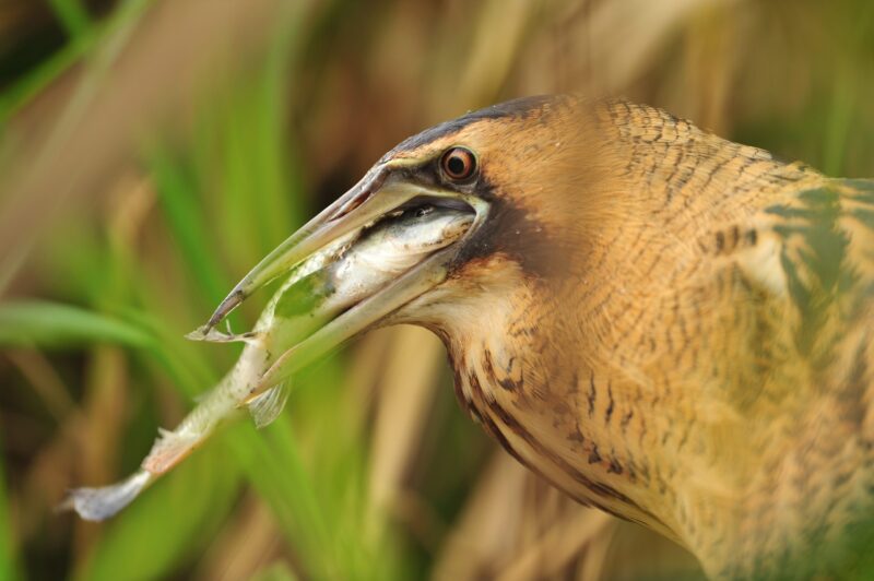 New ERN member Sigma Plan is creating space for the Scheldt river ...