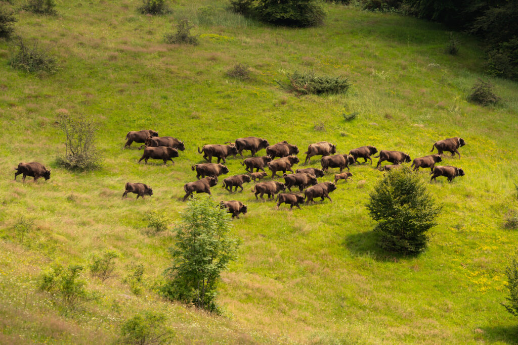 Herd of bison in the Southern Carpathians