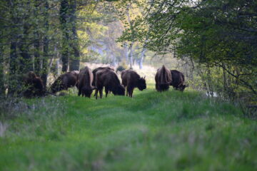 European bison at Lille Vildmose in Denmark