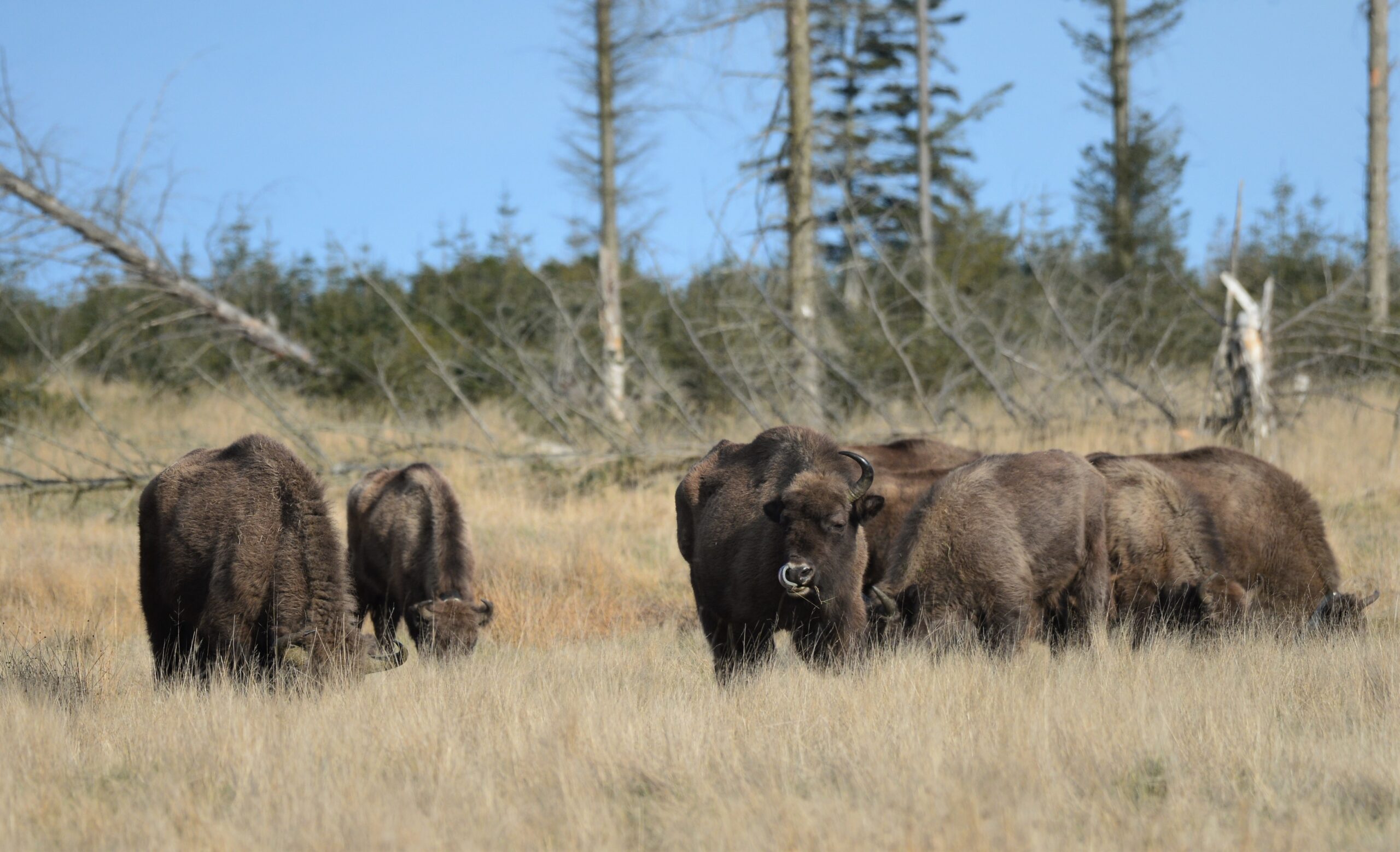 Lejlighedsvis ø tyve Arrival of Dutch bison boosts natural grazing at Danish rewilding  initiative | Rewilding Europe