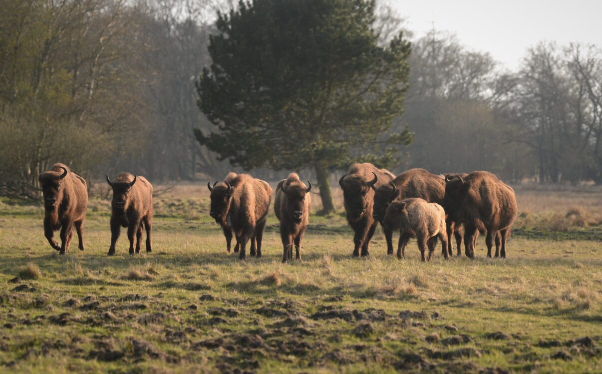 Arrival Of Dutch Bison Boosts Natural Grazing At Danish Rewilding ...