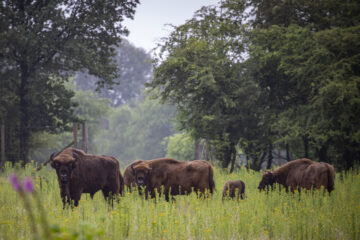 European bison in the Veluwe area, one of the new European Rewilding Network members.