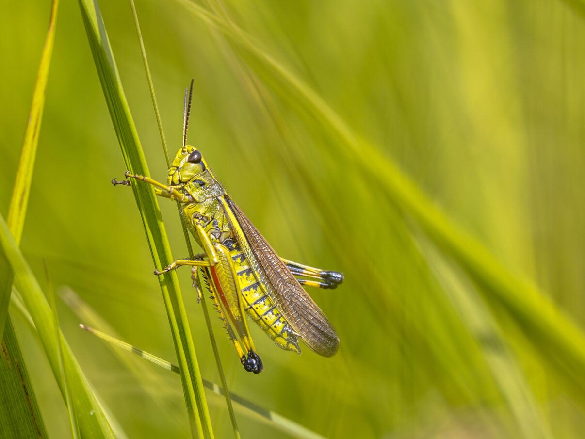 Large marsh grasshopper (Stethophyma grossum). A threatened insect species typical for marshland and swamp habitats