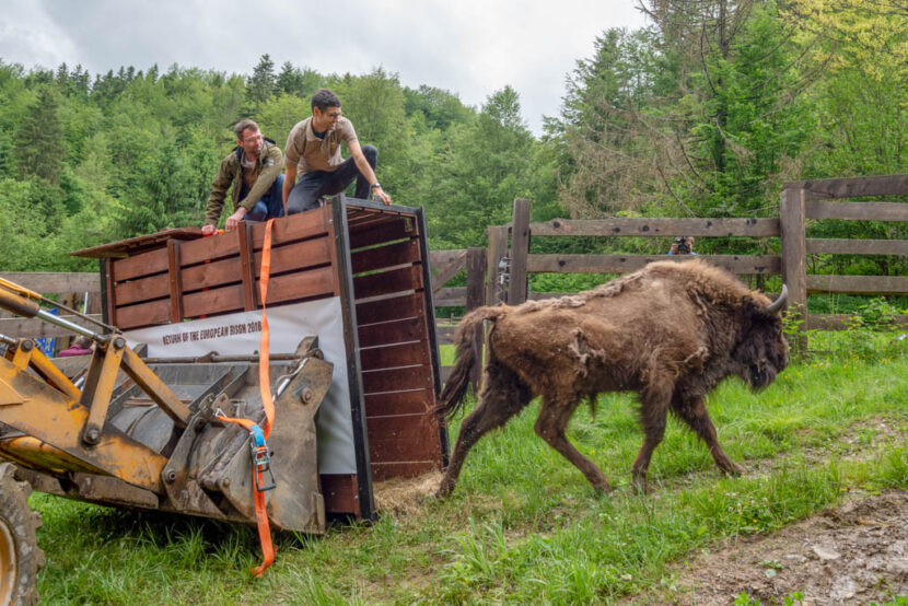 European Bison | Rewilding Europe