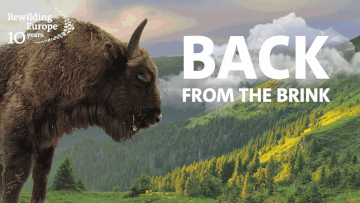 European bison impact story