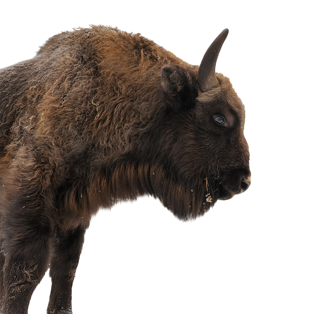 European bison | Rewilding Europe