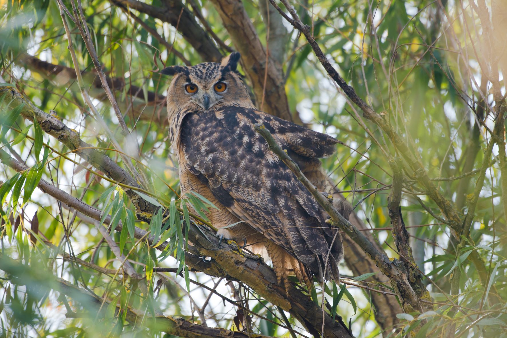 New eagle owl releases in Danube Delta move local population towards ...
