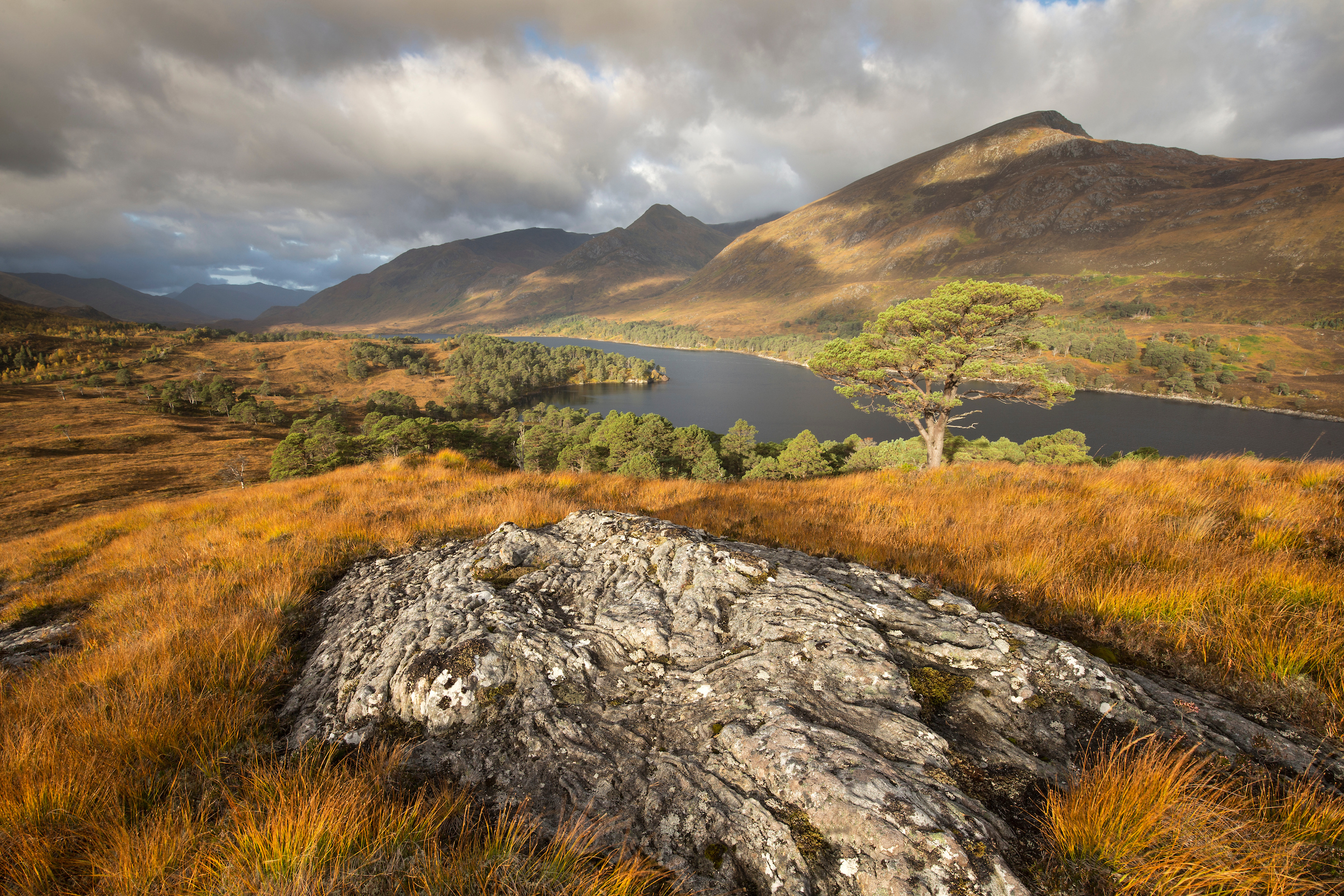 Rewilding Europe welcomes Affric Highlands as its ninth rewilding area