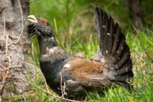 Capercaillie in France