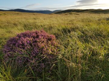 Cambrian Wildwood (Coetir Anian) is a community woodland and habitat restoration project in the Cambrian Mountains of west Wales. 