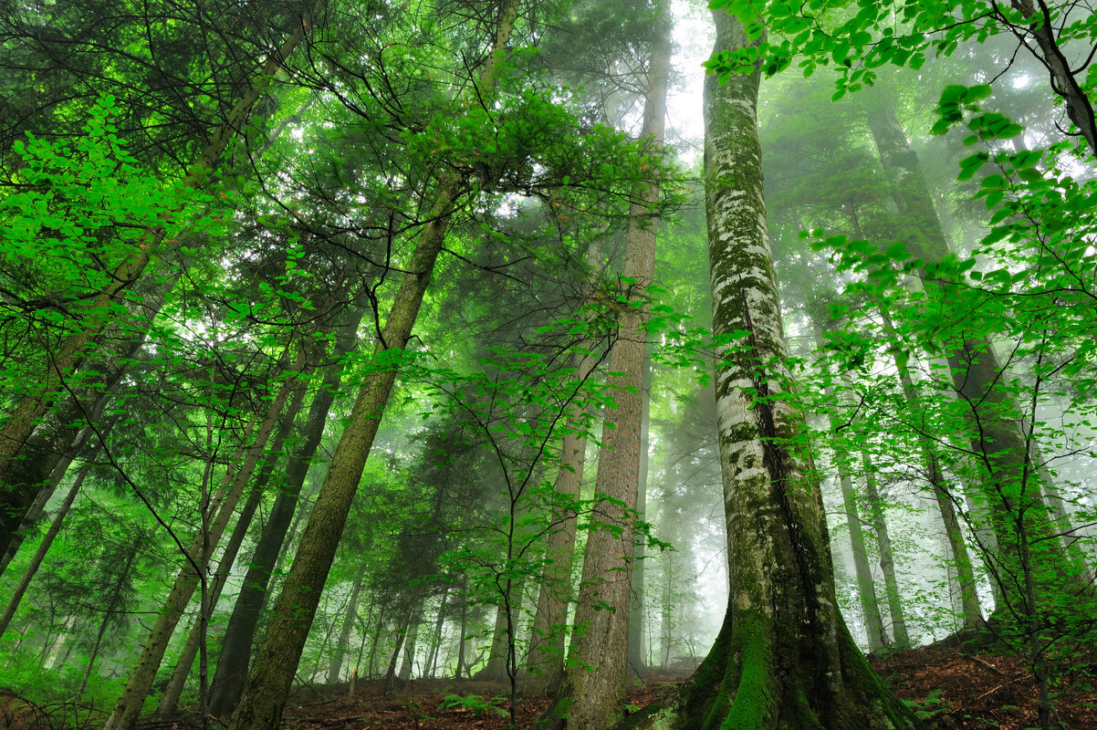 The new EU Forest Strategy – Online Public hearing – European