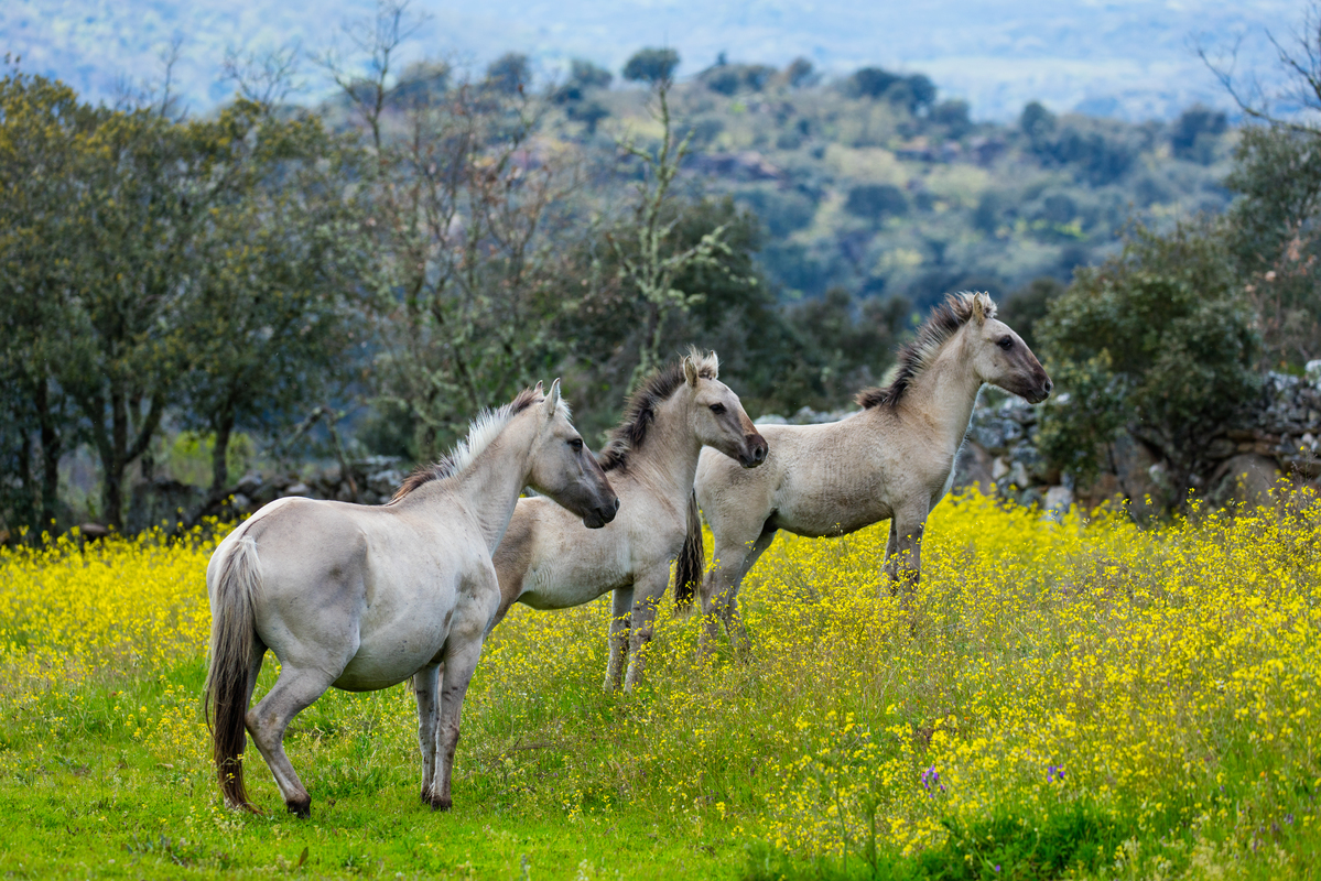 which country in the european union has the greatest rewilding potential  for you? : r/megafaunarewilding