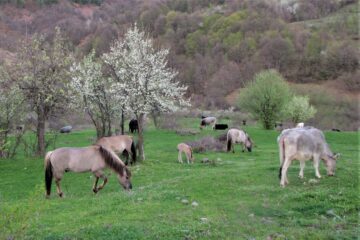 Konik horses and Rhodope shorthorn cattle grazing side by side on a pasture in the Rhodope Mountains, Bulgaria.