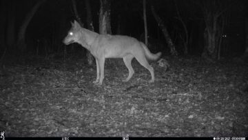 A wolf caught on camera in the Rhodope Mountains