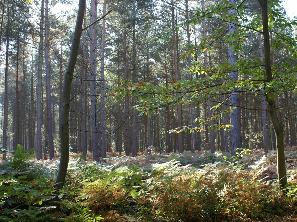 Wilder Blean, EnglandJuly