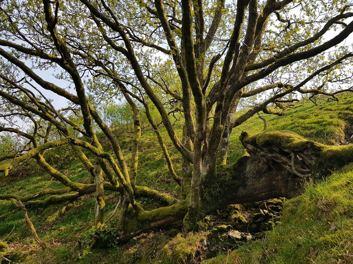 Cambrian Wildwood, EnglandDecember