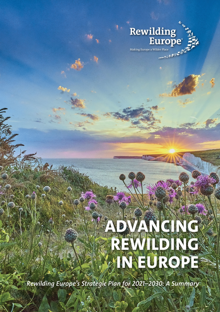 Rewilding Europe launches ambitious new strategy for 2030 | Rewilding ...