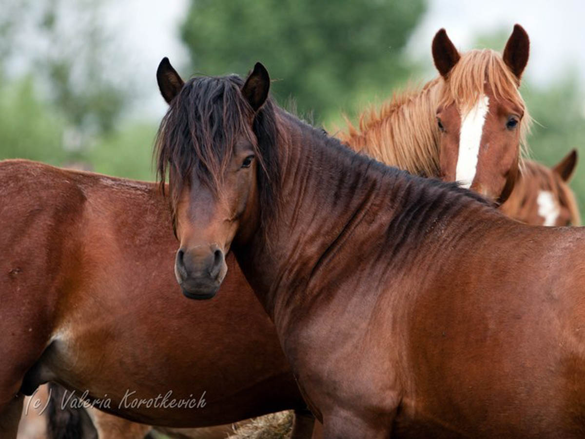 Belarusian horse rewilding, BelarusNovember