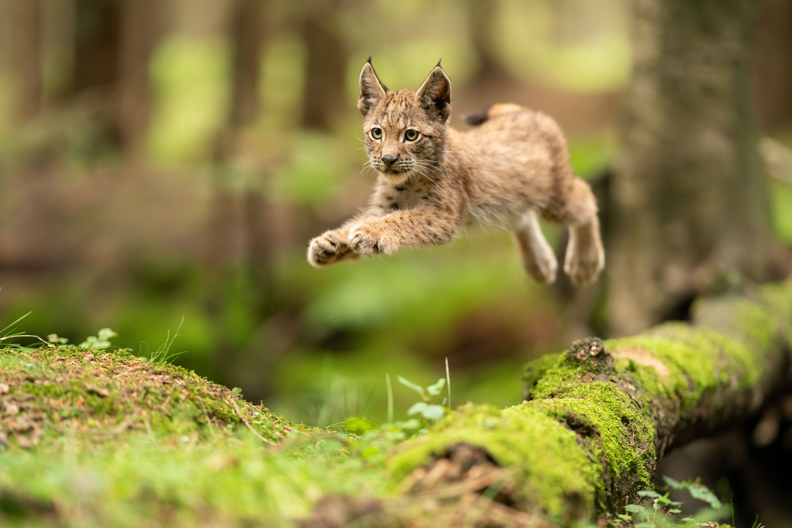 Rewilding Europe launches ambitious new strategy for 2030 | Rewilding Europe