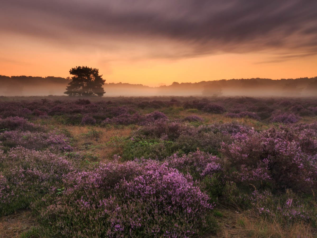 De Maashorst, the NetherlandsJune