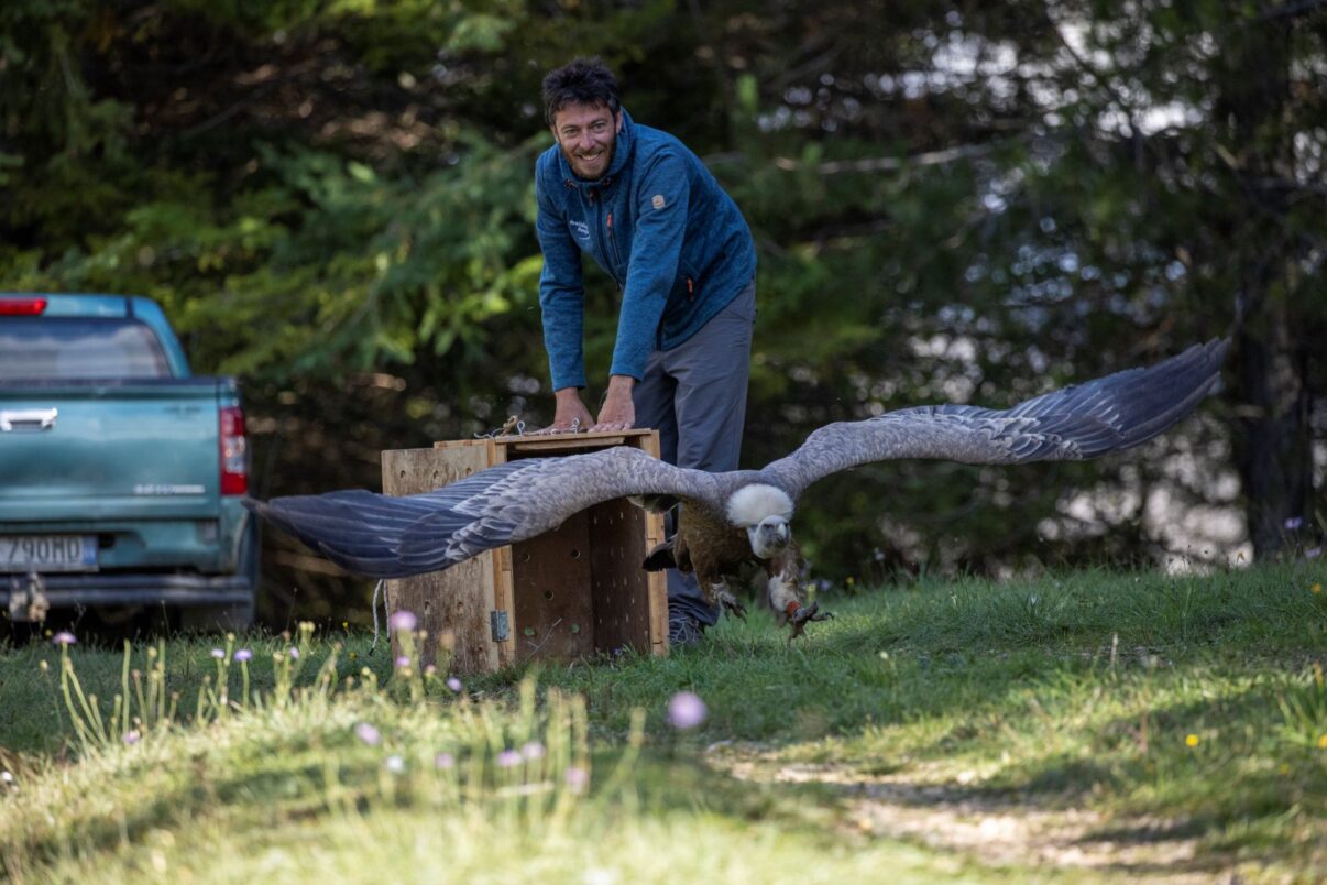 New grant to advance keystone species rewilding in the Central ...