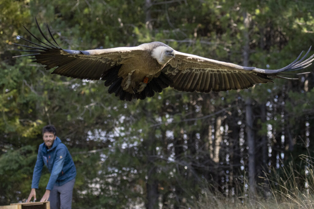Rewilding Apennines field officer Fabrizio Cordischi releases a griffon vulture (Gyps fulvus) after GPS tagging operations. Velino Nature Reserve, Abruzzo - Central Apennines, Italy. 2021