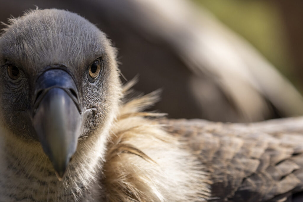 Griffon vulture (Gyps fulvus) portrait. Controlled conditions. Velino Nature Reserve, Abruzzo - Central Apennines, Italy. 2021