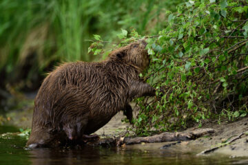 Beaver in the Oder Delta.