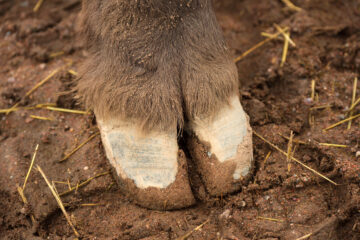 The cloven hoof of a European bison