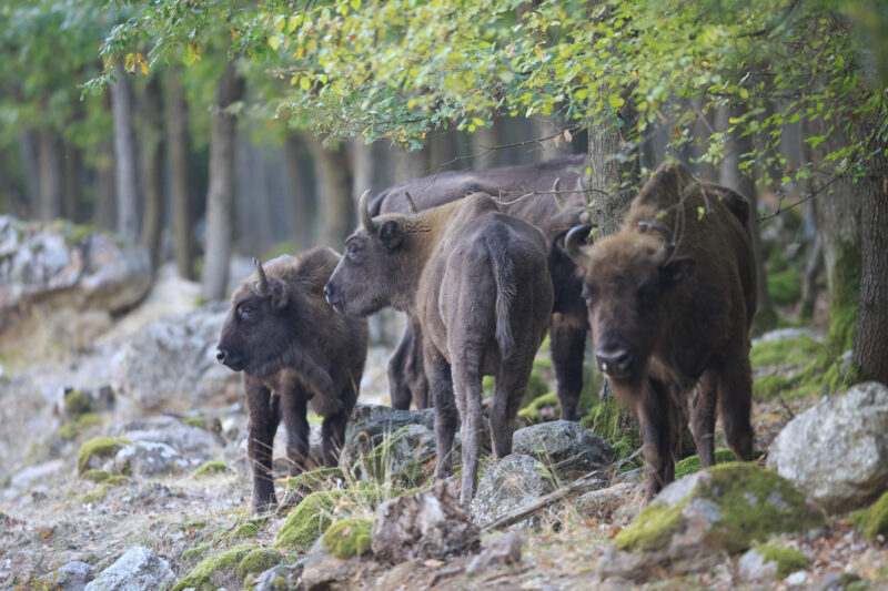 Bison rewilding takes another step forward in the Rhodope Mountains