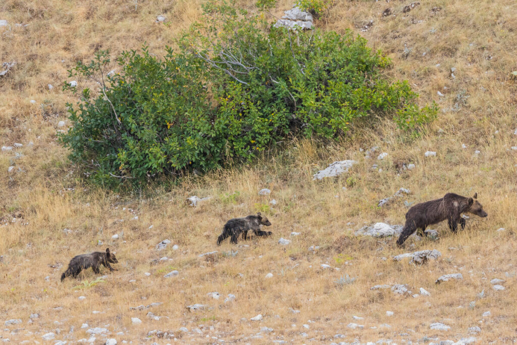 Marsican brown bear with her cubs in the Central Apennines