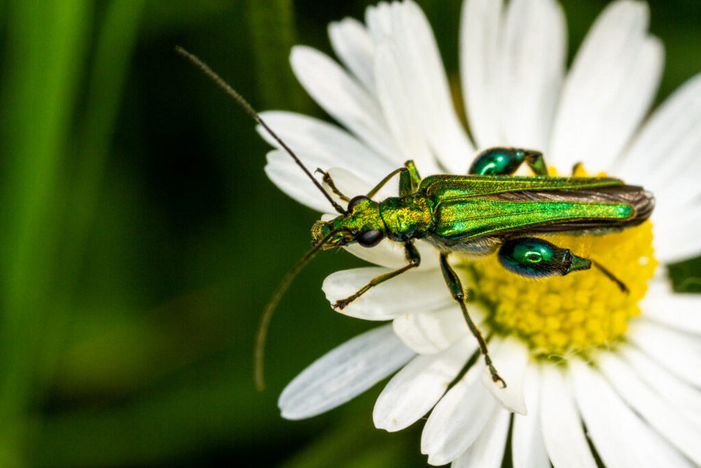 Oedemera nobilis (thick legged flower beetle) on oxeye daisy at Wicken Fen National Nature Reserve, Cambridgeshire.