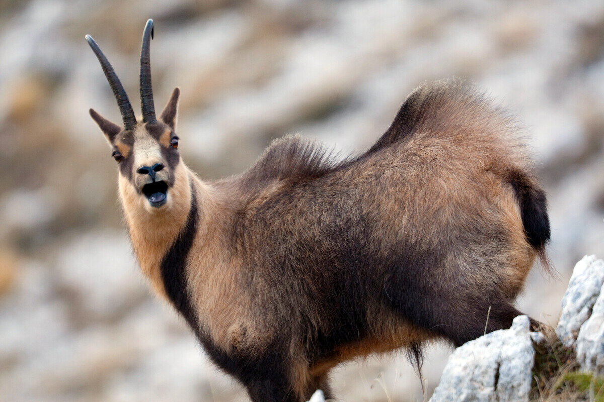 Chamois release to strengthen important Central Apennines population