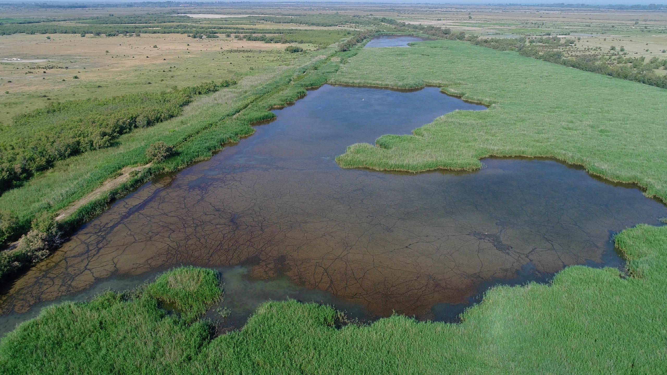 Tour du Valat Estate, FranceJuly