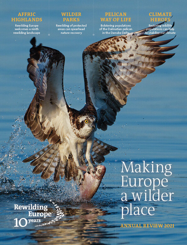 Rewilding Europe Annual Review 2021