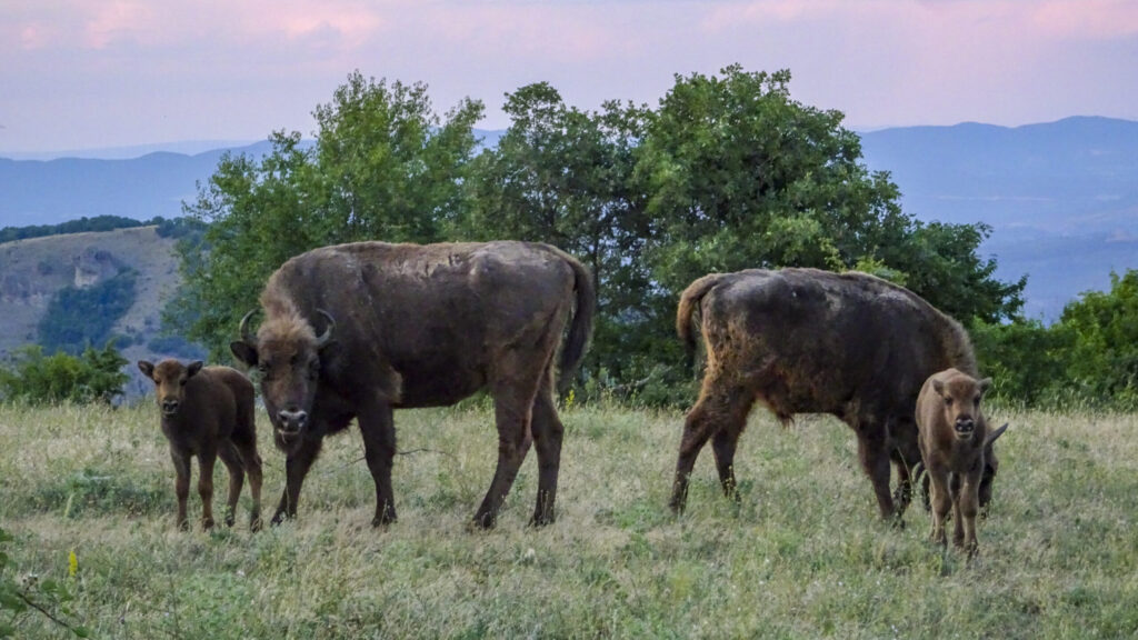 Bison calves and their mothers in the Rhodope Mountains, summer 2022