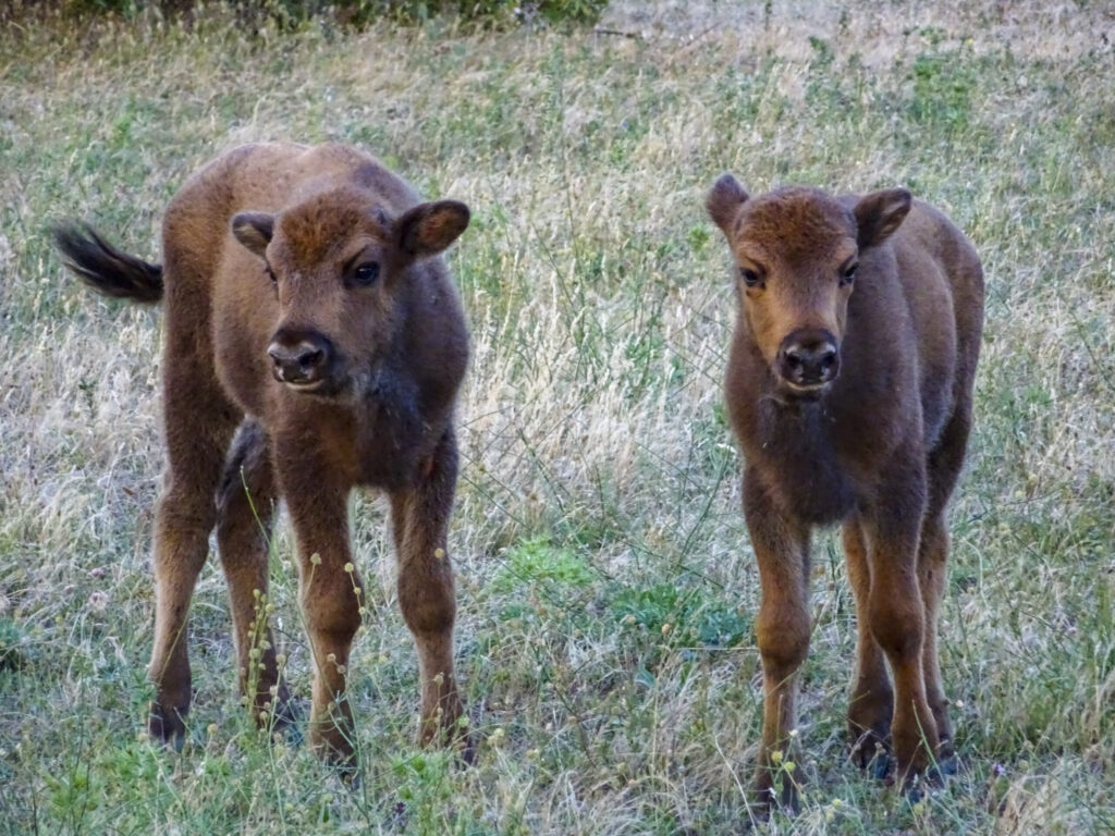 European bison calves in the Rhodope Mountains, summer 2022
