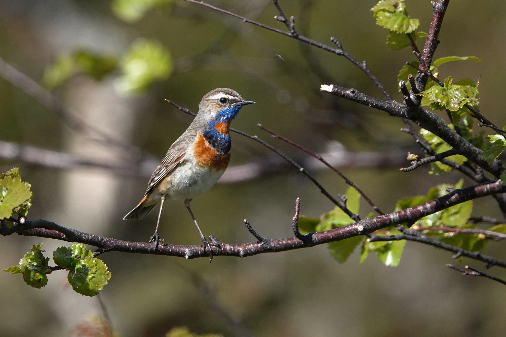 Red-starred Bluethroat