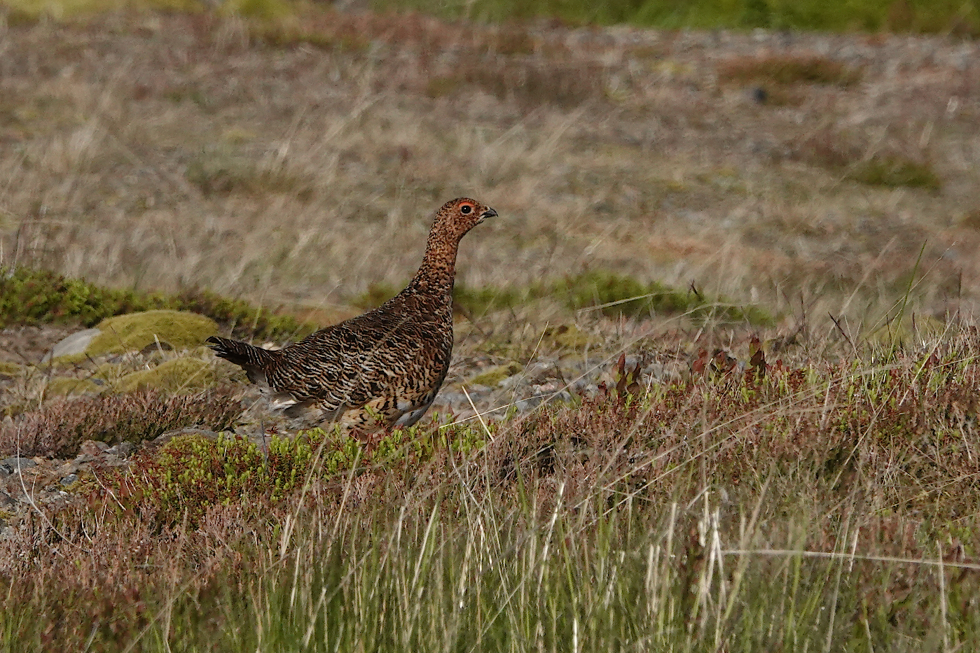 Willow Grouse