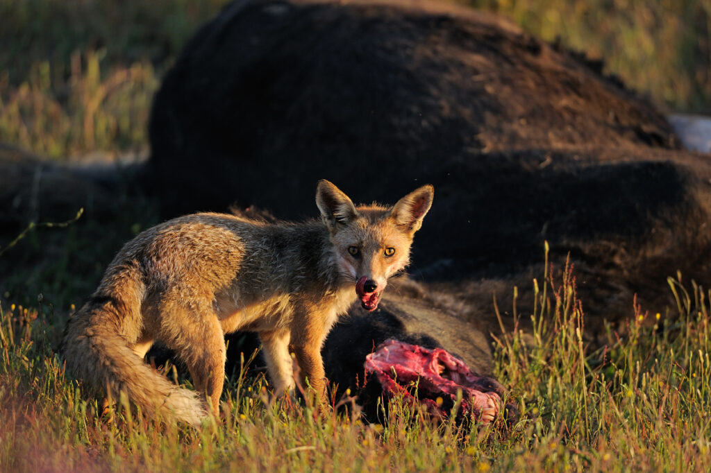 Red fox (Vulpes vulpes) eating on a dead horse put out for the vultures